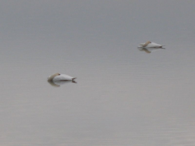 2006-12-Sortie ornithomogie